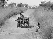 Zimbabwe - Children Watching Donkey Cart