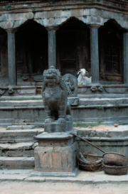 Katmandu - Goat at Temple