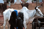 Muslim Women and Ox in Srinigar