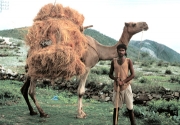 India - Camel Driver
