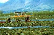 Kashmir-Girl on Lake Picking Vegetables