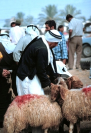 Israel - Shepherd in the Negev