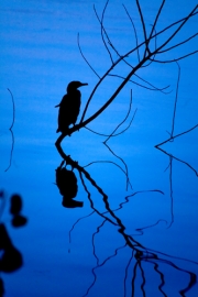 Bird on Branch in the Reservoir